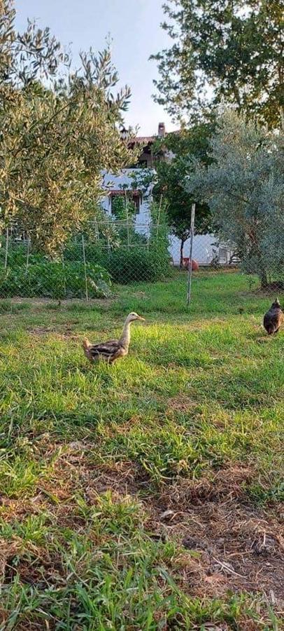 Diamond Farm Villa Kala Nera Zewnętrze zdjęcie