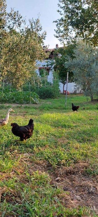 Diamond Farm Villa Kala Nera Zewnętrze zdjęcie