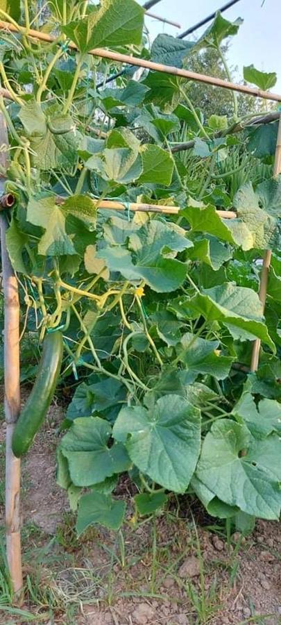 Diamond Farm Villa Kala Nera Zewnętrze zdjęcie